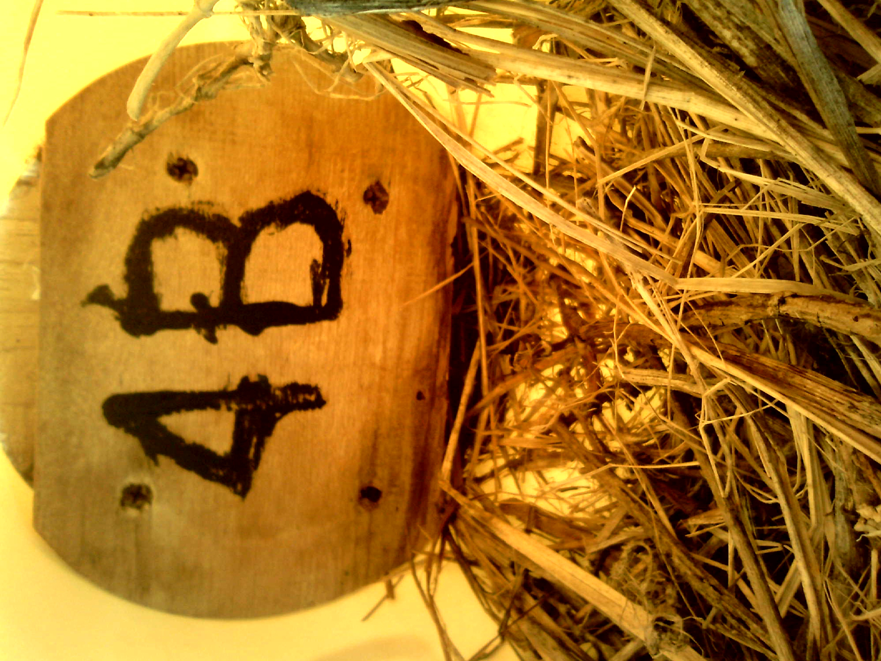 OPAS 4B
